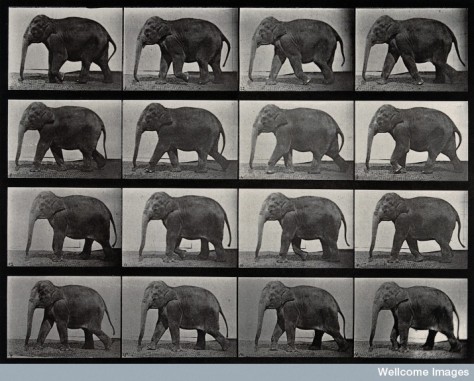 An elephant walking. Photogravure after Eadweard Muybridge,