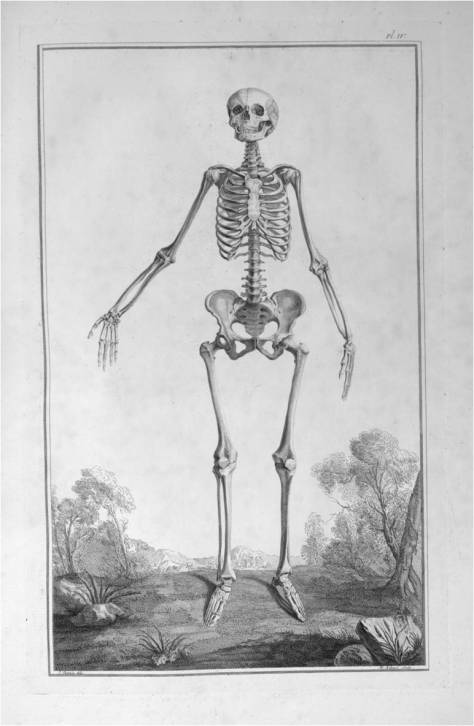 Female skeleton in Traité d'Ostéologie